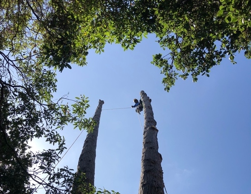 A Guide to Removing Trees in Residential Landscapes