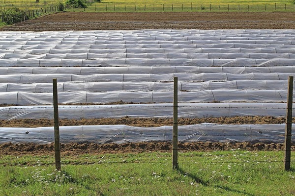 The Benefits of Floating Row Covers for Your Vegetable Garden