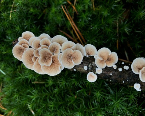 Tree Fungi: Friend or Foe? Understanding Their Crucial Roles in Forest Ecosystems