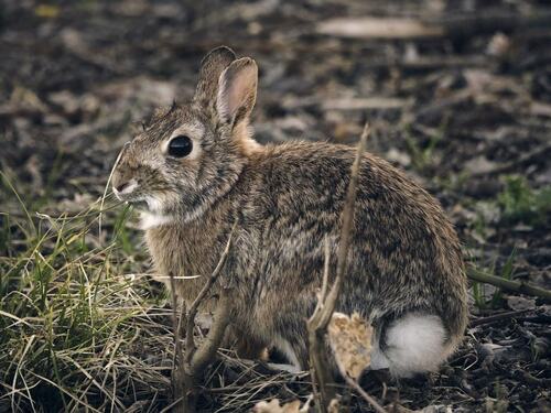 Wild Rabbit in Natural Forest Setting