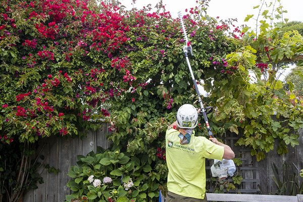 Pruning Shrubs and Hedges: A Comprehensive Guide