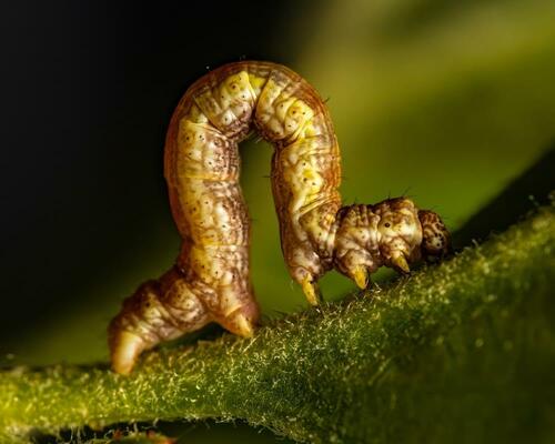 Understanding and Managing Inchworms on Plants