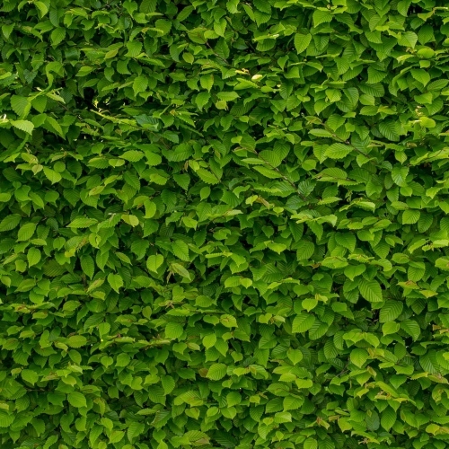 Intense Green Wallpaper With Hornbeam 1407727 1280 (1)
