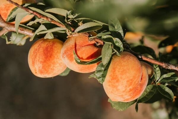 How to Care for Fruit Trees in the Summer