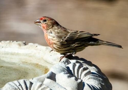 San Francisco Avian Habitat: Arborist Initiative