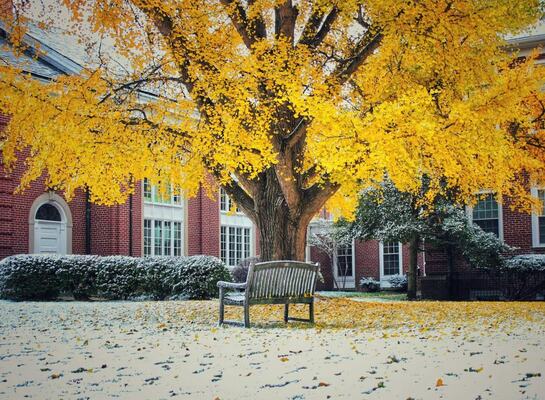 Understanding and Caring for Trees in Autumn