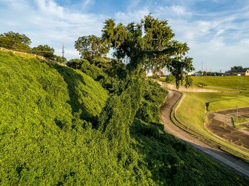 kudzu vine