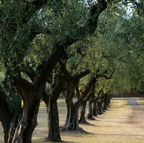 olive trees