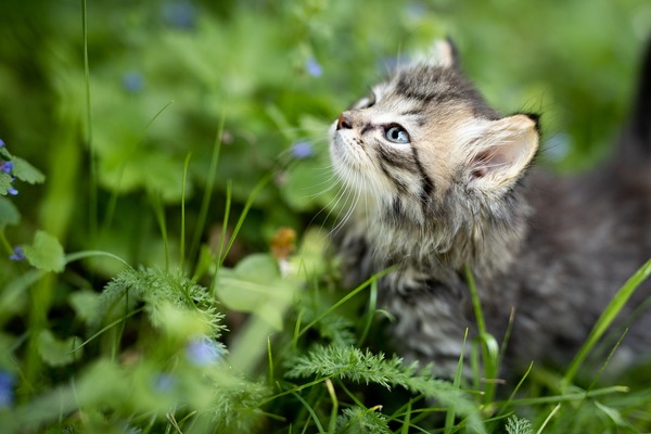 Keeping Cats Out of Your Garden