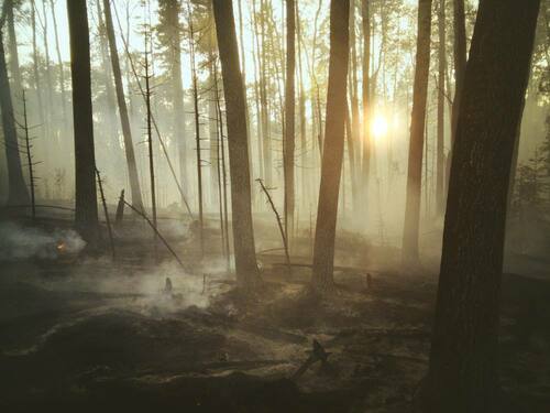 after forest fire