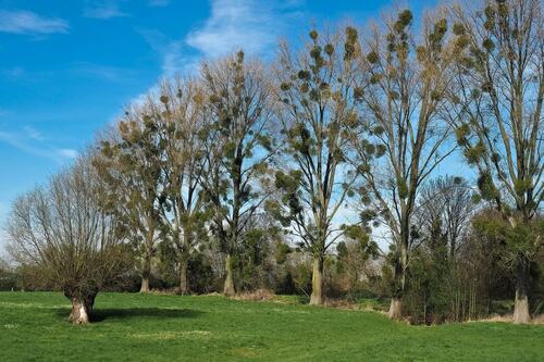 Mistletoe in Park Trees