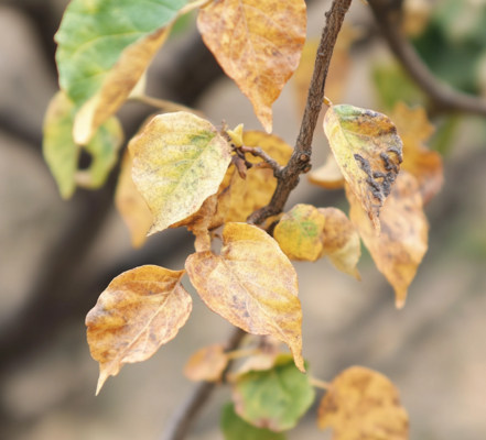 How to Save Your Sick Tree: A Guide to Identifying Symptoms, Causes, and Solutions