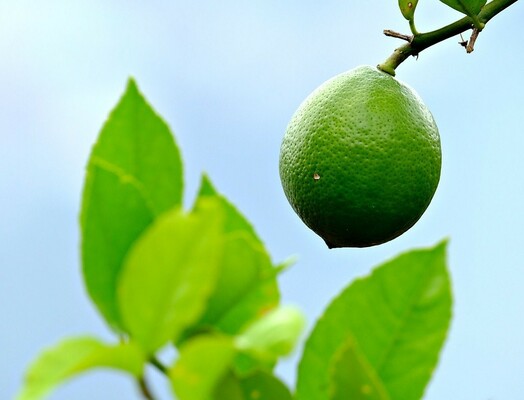 The Complete Guide to Growing and Caring for Lime Trees