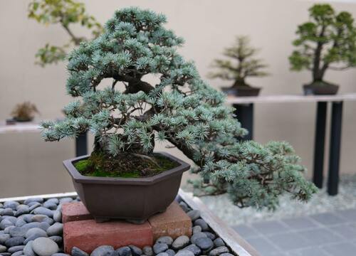 juniper bonsai