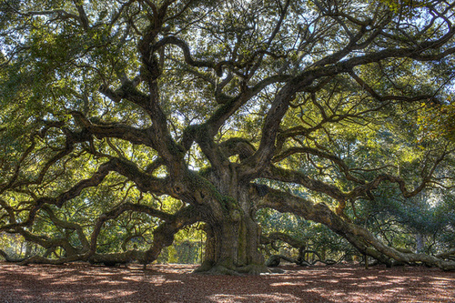 Liveoak Liveoak