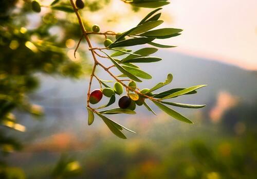 olive branch
