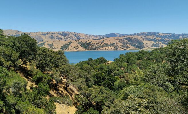 A Guide to Taking Care of Your Trees During a Drought