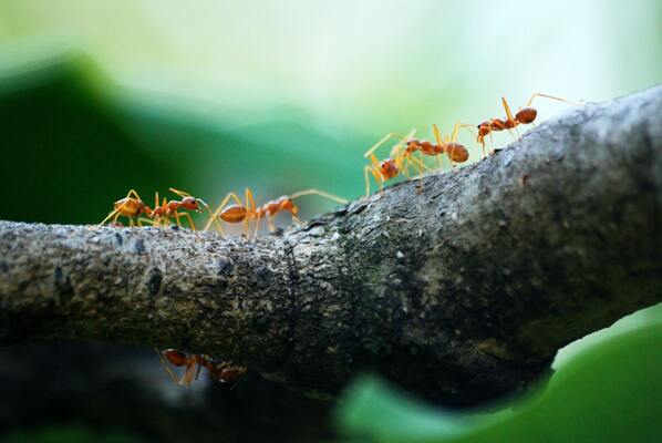 Urban Tree Canopy: A Lifeline for City-Dwelling Insects