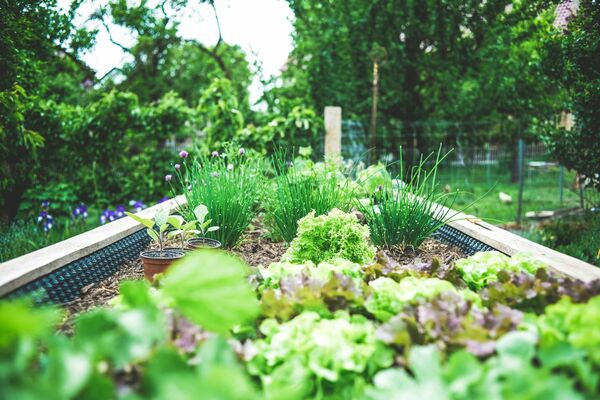 Top 10 Organic Fertilizer Products for Home Gardens