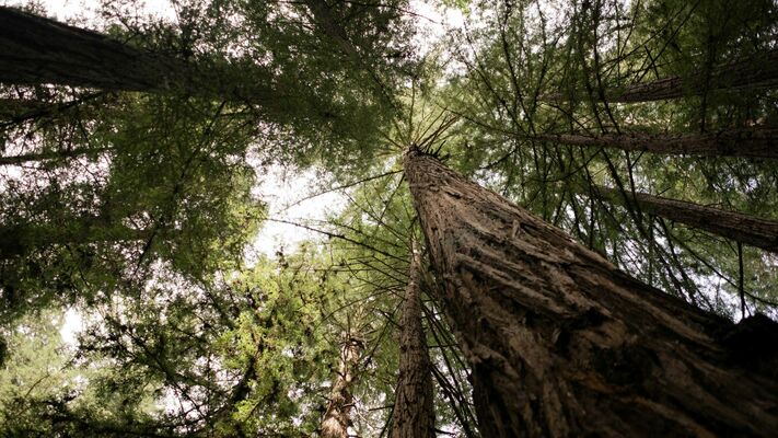 Discovering the Resilience and Diversity of California’s Redwoods