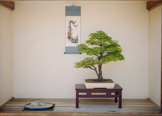 Japanese Maple Bonsai Trees