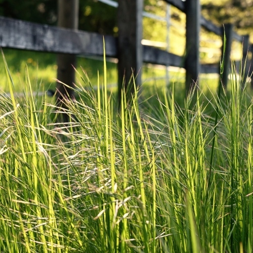 Meadow 4157238 1280 (1)