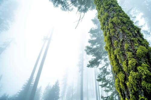 redwood with moss