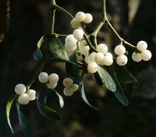 Mistletoe Berries Close-Up