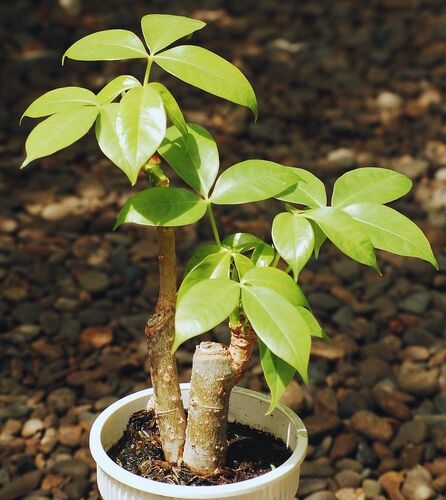money tree