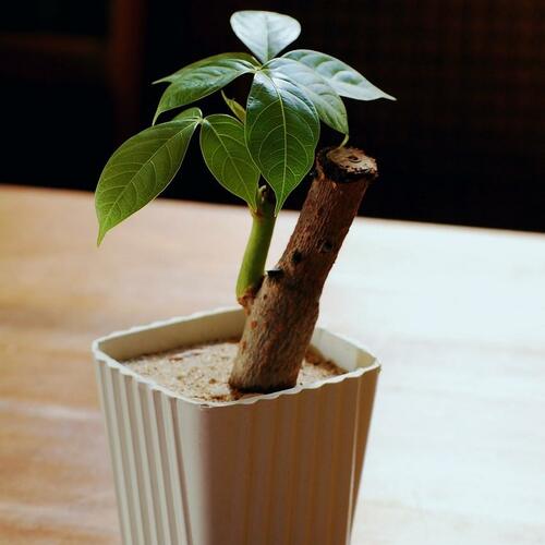 money tree