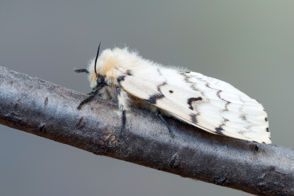Pest of the Month: Spongy Moth