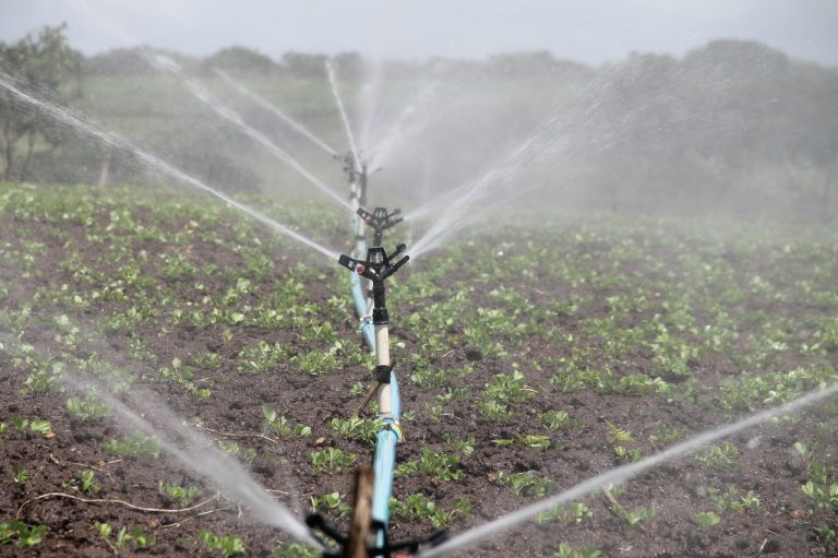 Top Tips for Saving Water in Your Landscaping
