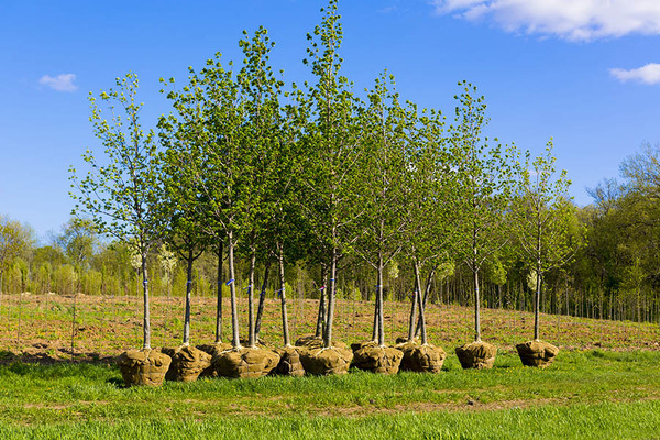 Why Spring is the Best Time to Plant Trees