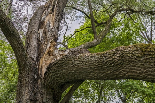 What is Sudden Branch Drop Syndrome?