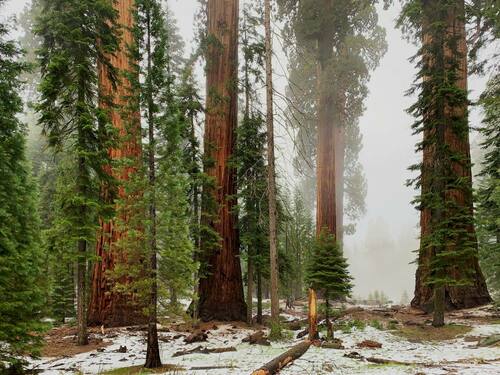 snowy forest