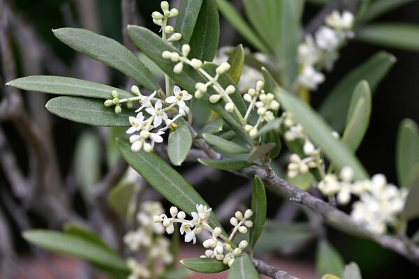 Mastering Olive Tree Care: Essential Tips for Healthy Trees