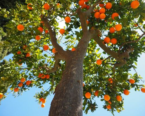 Planting and Caring for Fruit Trees: A Guide