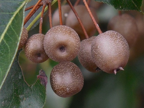 ornamental_pear