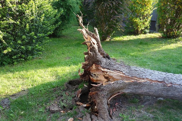Falling Trees and Your Homeowner Insurance Policy: What You Need to Know