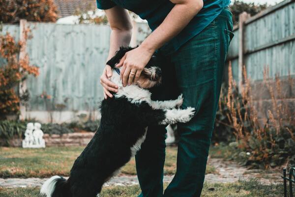 Creating a Dog-friendly Landscape: A Comprehensive Guide for Pet Owners
