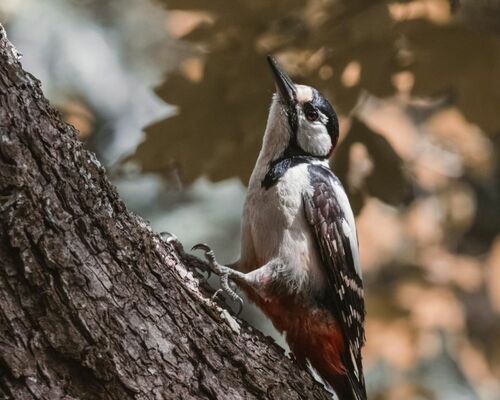 Urban Wildlife: Nature’s Tree Care Experts in 2024