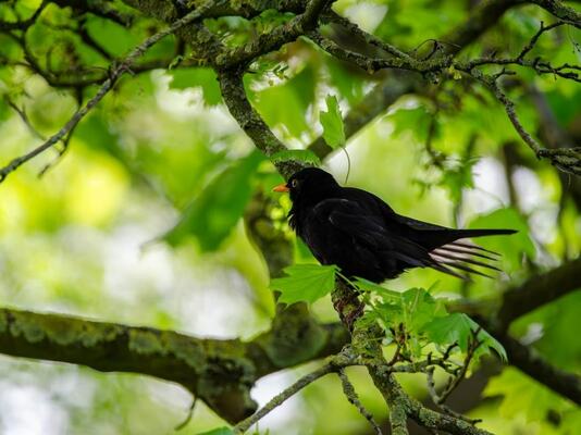 Top 10 Urban Trees for Thriving Bird Populations in 2024