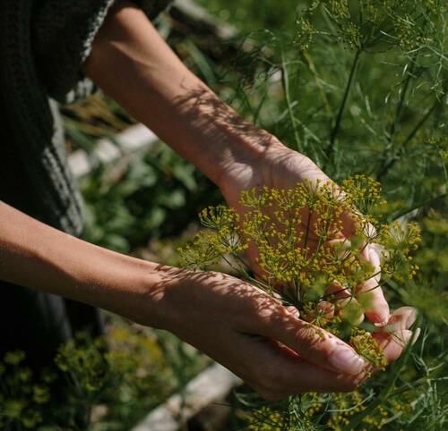 Native Flower Gardening: Eco-Friendly Beauty