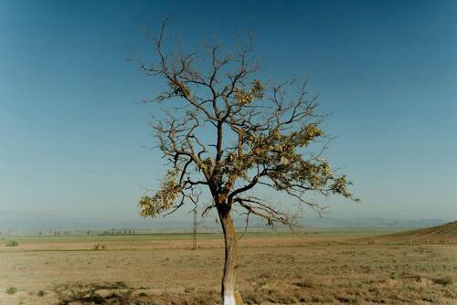 dry tree