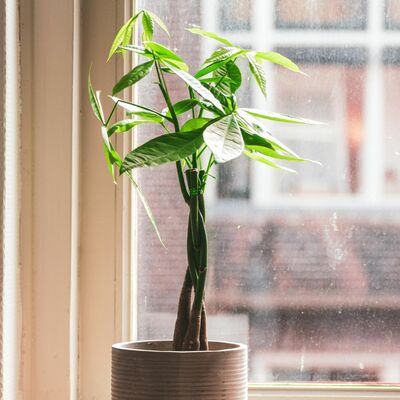 Complete Money Tree Care: Grow a Thriving Indoor Plant