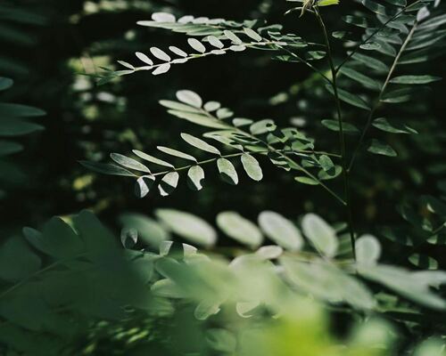 Delicate Green Leaves in Natural Light