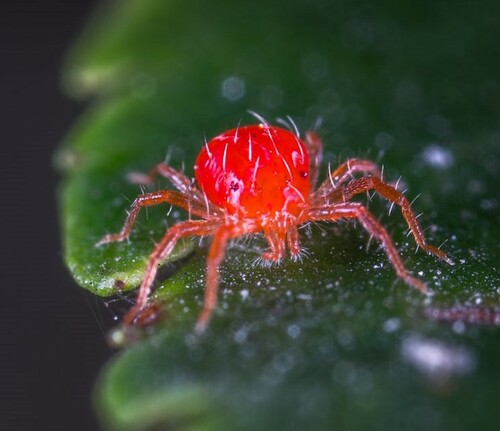 Vivid Red Mite on Leaf
