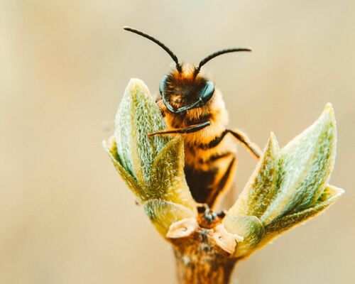 Urban Trees: Lifelines for Pollinators in 2024
