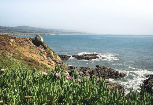 California Coast: Native Plant Beauty