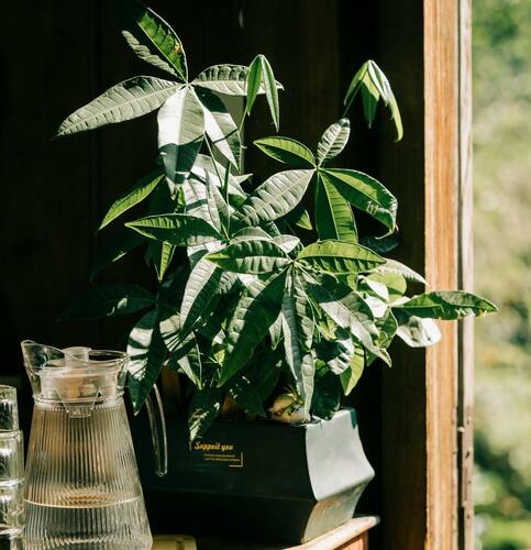 money tree